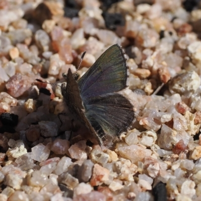 Paralucia spinifera (Bathurst or Purple Copper Butterfly) at Namadgi National Park - 16 Aug 2023 by RAllen