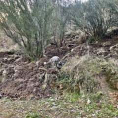 Sus scrofa (Pig (feral)) at Tuggeranong, ACT - 15 Aug 2023 by Chris Appleton