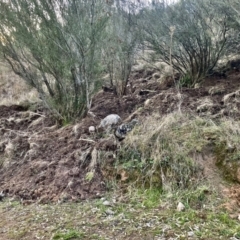 Sus scrofa (Pig (feral)) at Cooleman Ridge - 15 Aug 2023 by Chris Appleton