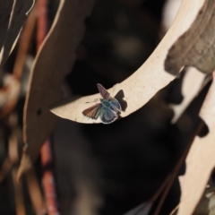 Paralucia spinifera (Bathurst or Purple Copper Butterfly) at Rendezvous Creek, ACT - 16 Aug 2023 by RAllen