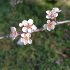 Prunus sp. (A Plum) at Symonston, ACT - 16 Aug 2023 by KumikoCallaway