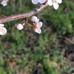 Prunus sp. at Symonston, ACT - 17 Aug 2023