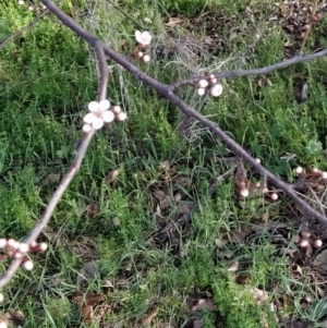 Prunus sp. at Symonston, ACT - 17 Aug 2023