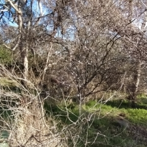 Prunus sp. at Symonston, ACT - 17 Aug 2023