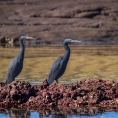 Egretta sacra (Eastern Reef Egret) at Ben Boyd National Park - 5 Aug 2023 by trevsci