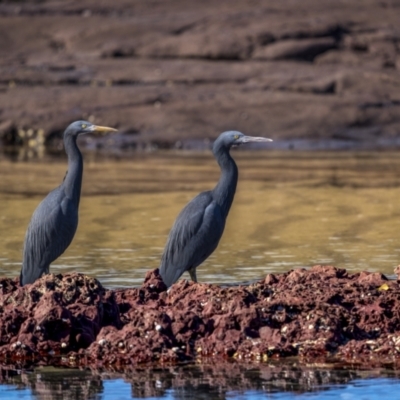 Egretta sacra (Eastern Reef Egret) at Ben Boyd National Park - 5 Aug 2023 by trevsci