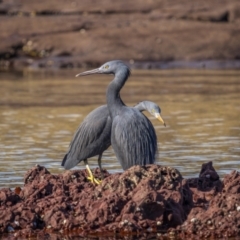 Egretta sacra at Eden, NSW - 5 Aug 2023