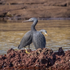 Egretta sacra at Eden, NSW - 5 Aug 2023