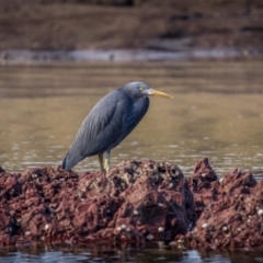 Egretta sacra at Eden, NSW - 5 Aug 2023