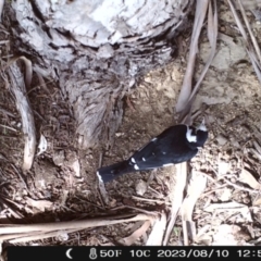 Grallina cyanoleuca (Magpie-lark) at Sullivans Creek, Acton - 10 Aug 2023 by Jay1995