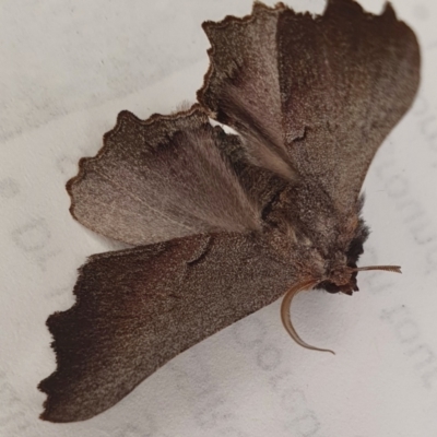Amphiclasta lygaea (Ragged Geometrid (Ennominae)) at Yass River, NSW - 17 Aug 2023 by SenexRugosus