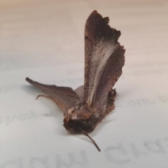 Amphiclasta lygaea at Yass River, NSW - 17 Aug 2023