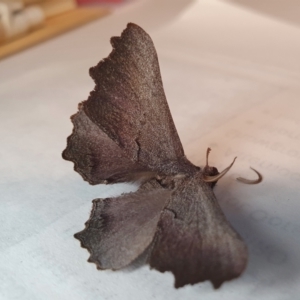 Amphiclasta lygaea at Yass River, NSW - 17 Aug 2023