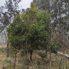 Acacia melanoxylon (Blackwood) at Belconnen, ACT - 10 Aug 2023 by CattleDog