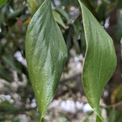 Acacia melanoxylon at Belconnen, ACT - 11 Aug 2023