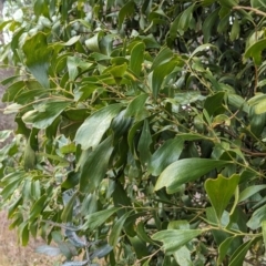 Acacia melanoxylon at Belconnen, ACT - 11 Aug 2023 08:46 AM