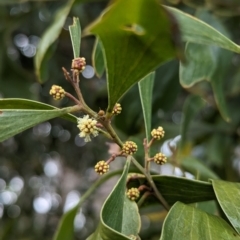 Acacia melanoxylon at Belconnen, ACT - 11 Aug 2023