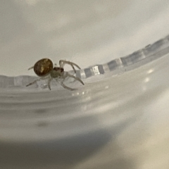 Araneus circulissparsus (species group) at Braddon, ACT - 17 Aug 2023 by Hejor1