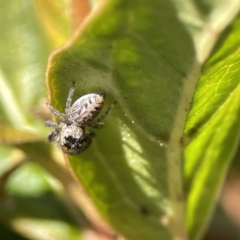 Opisthoncus grassator (Jumping spider) at City Renewal Authority Area - 17 Aug 2023 by Hejor1