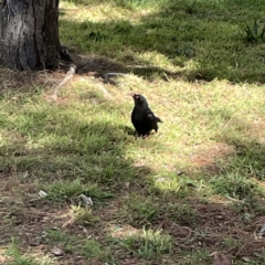 Corcorax melanorhamphos (White-winged Chough) at Canberra, ACT - 17 Aug 2023 by Hejor1