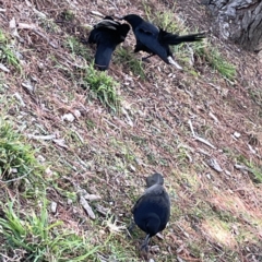 Corcorax melanorhamphos at Canberra, ACT - 17 Aug 2023 12:24 PM