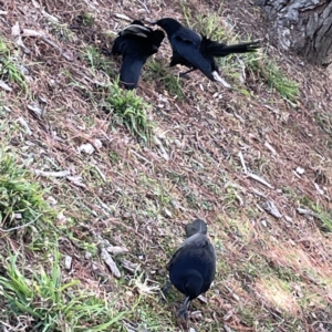 Corcorax melanorhamphos at Canberra, ACT - 17 Aug 2023 12:24 PM