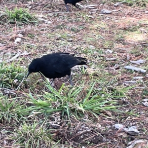 Corcorax melanorhamphos at Canberra, ACT - 17 Aug 2023 12:24 PM