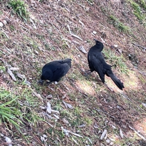 Corcorax melanorhamphos at Canberra, ACT - 17 Aug 2023 12:24 PM