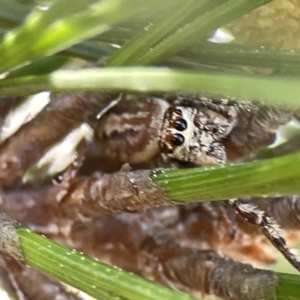 Opisthoncus abnormis at Canberra, ACT - 17 Aug 2023 12:26 PM