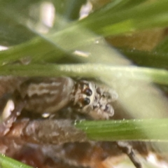 Opisthoncus abnormis at Canberra, ACT - 17 Aug 2023 12:26 PM