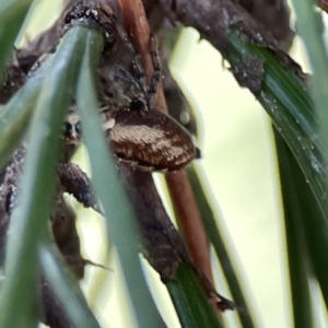 Opisthoncus abnormis at Canberra, ACT - 17 Aug 2023 12:26 PM