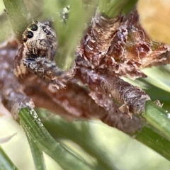 Opisthoncus abnormis at Canberra, ACT - 17 Aug 2023 12:26 PM