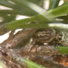 Opisthoncus abnormis at Canberra, ACT - 17 Aug 2023