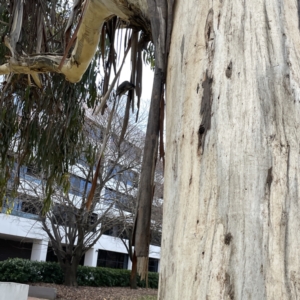 Anthochaera carunculata at Canberra, ACT - 17 Aug 2023