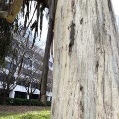 Anthochaera carunculata at Canberra, ACT - 17 Aug 2023