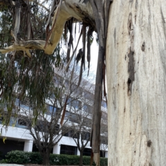 Anthochaera carunculata at Canberra, ACT - 17 Aug 2023