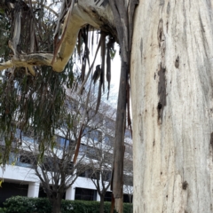 Anthochaera carunculata at Canberra, ACT - 17 Aug 2023