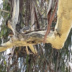 Anthochaera carunculata at Canberra, ACT - 17 Aug 2023