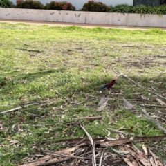 Platycercus elegans at Canberra, ACT - 17 Aug 2023