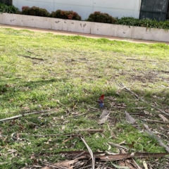 Platycercus elegans at Canberra, ACT - 17 Aug 2023