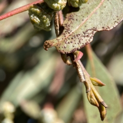 Aphrophorinae (subfamily) (Unidentified spittlebug) at Canberra, ACT - 17 Aug 2023 by Hejor1