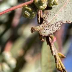 Aphrophorinae (subfamily) at Canberra, ACT - 17 Aug 2023