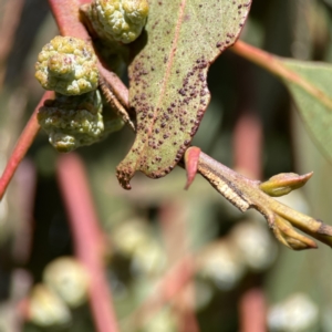 Aphrophorinae (subfamily) at Canberra, ACT - 17 Aug 2023