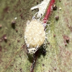 Glycaspis sp. (genus) (Unidentified sugary lerp) at City Renewal Authority Area - 17 Aug 2023 by Hejor1