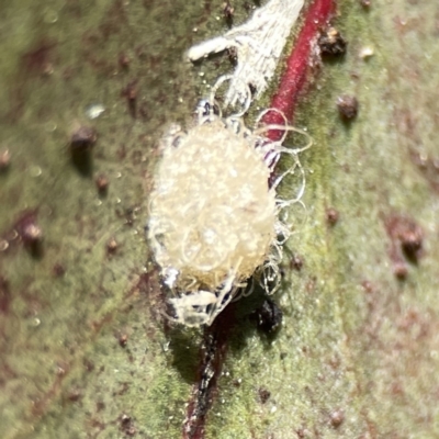 Glycaspis sp. (genus) (Unidentified sugary lerp) at Canberra, ACT - 17 Aug 2023 by Hejor1