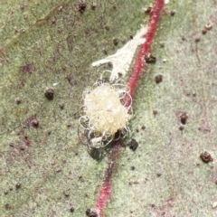Glycaspis sp. (genus) at Canberra, ACT - 17 Aug 2023