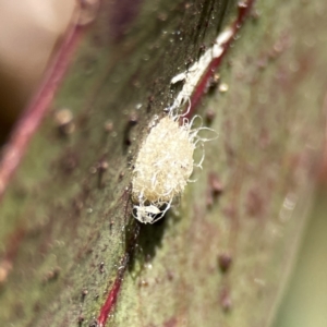 Glycaspis sp. (genus) at Canberra, ACT - 17 Aug 2023