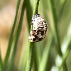 Harmonia conformis (Common Spotted Ladybird) at Canberra, ACT - 17 Aug 2023 by Hejor1