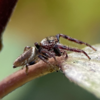 Opisthoncus nigrofemoratus (Black-thighed jumper) at Canberra, ACT - 17 Aug 2023 by Hejor1