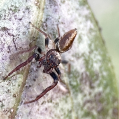 Opisthoncus nigrofemoratus at Canberra, ACT - 17 Aug 2023